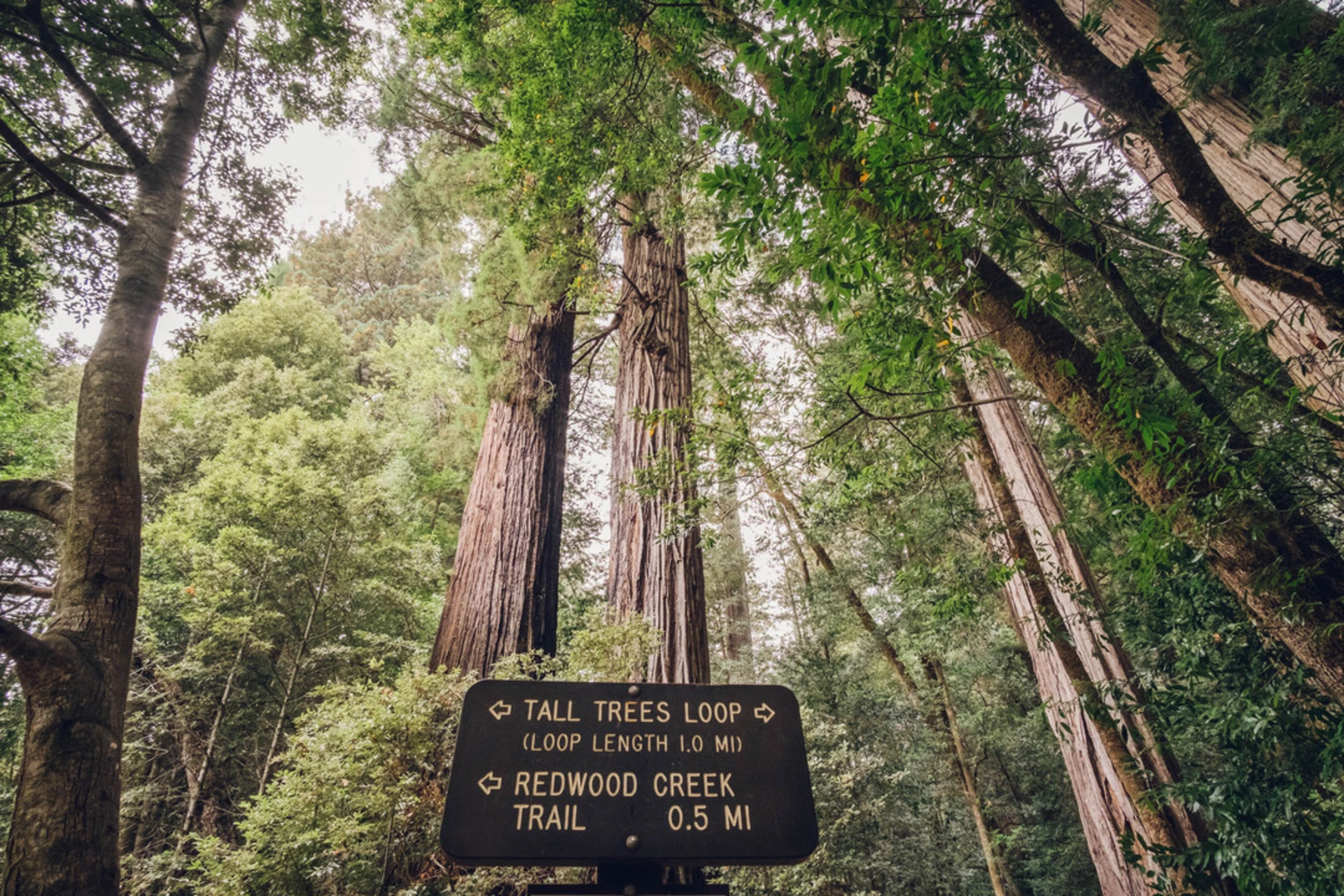 An image depicting the trail Tall Trees Grove Loop Trail and its surrounding area.