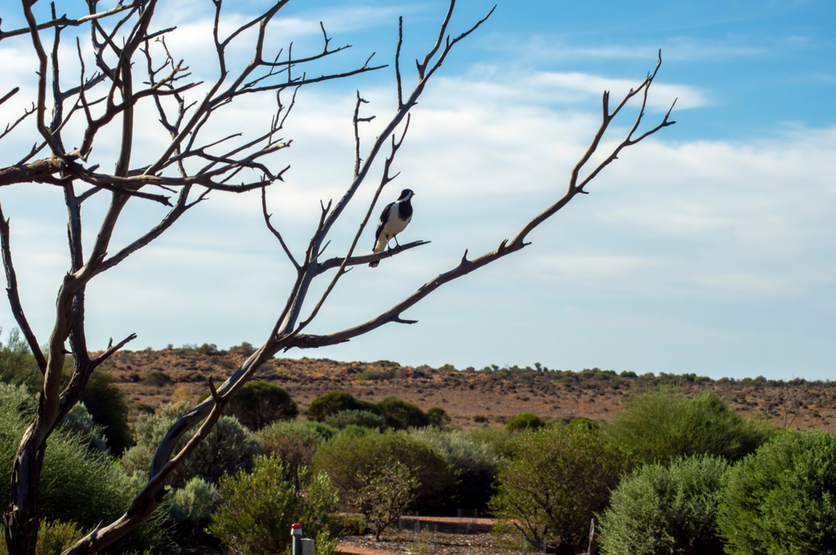 An image depicting the trail Australian Arid Lands Botanic Garden Red Cliff Walk and its surrounding area.