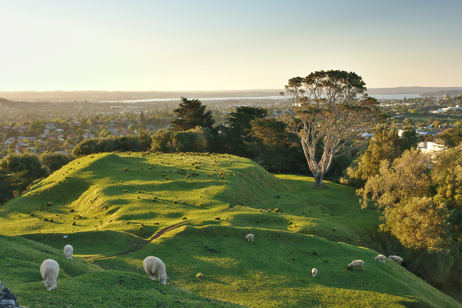 An image depicting the trail Cornwall Park Outer Loop and its surrounding area.
