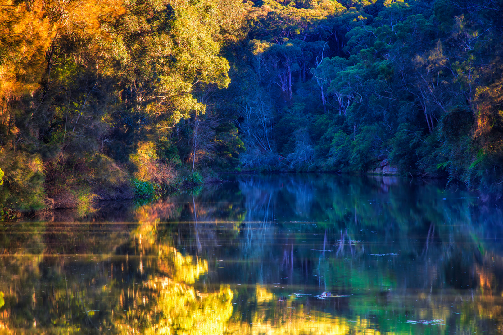 An image depicting the trail Great North Walk - Lane Cove National Park and its surrounding area.