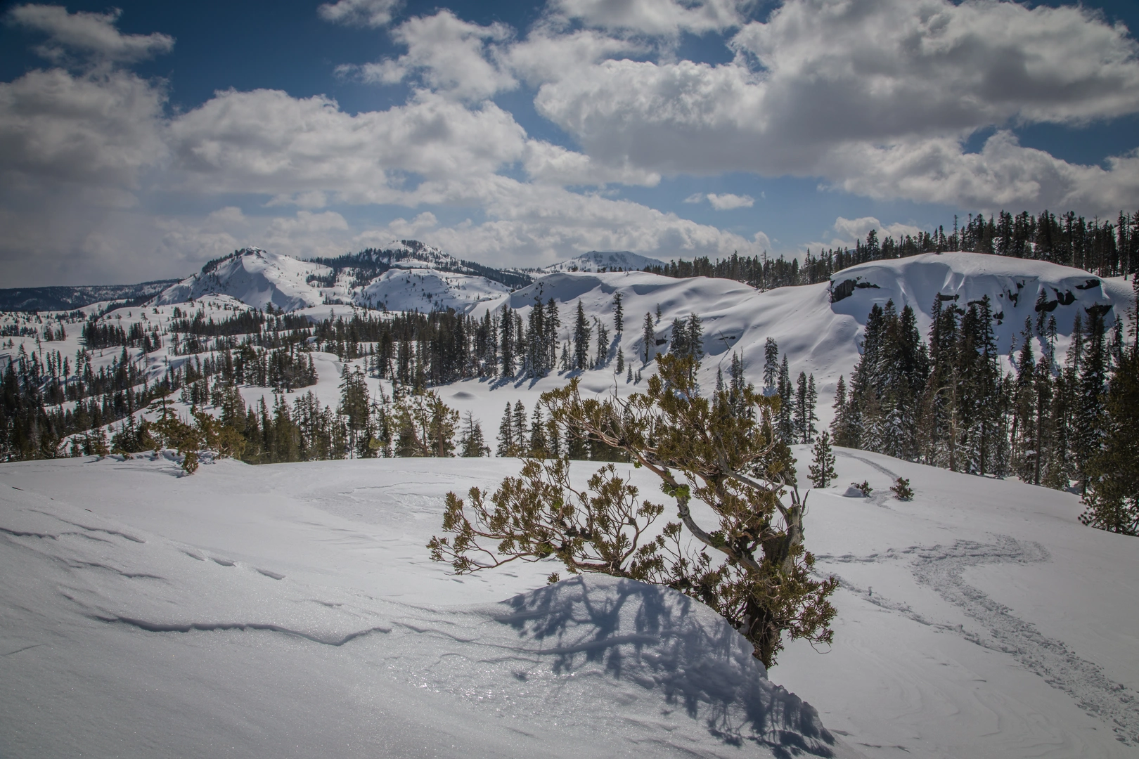 An image depicting the trail Flora and Azalea Lake via Glacier Meadow Loop and its surrounding area.