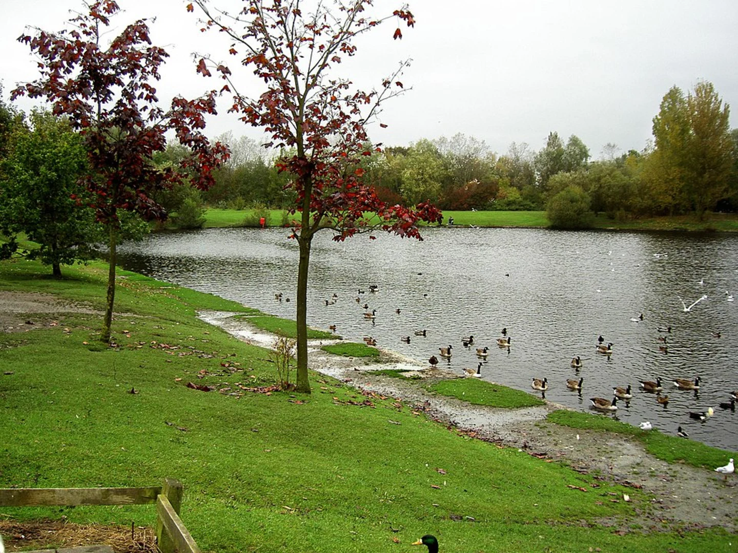 An image depicting the trail Orrell Water Park, Greenslate Water Meadows, Coppice Woods and Billinge Hill Walk and its surrounding area.