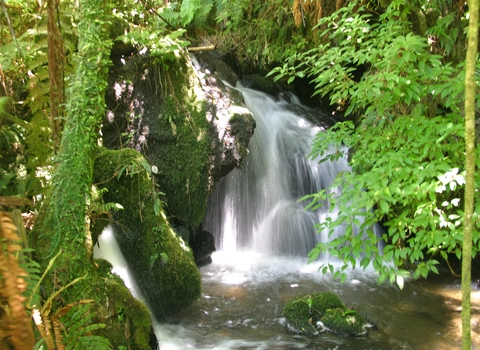 Tarawera Outlet to Falls Track