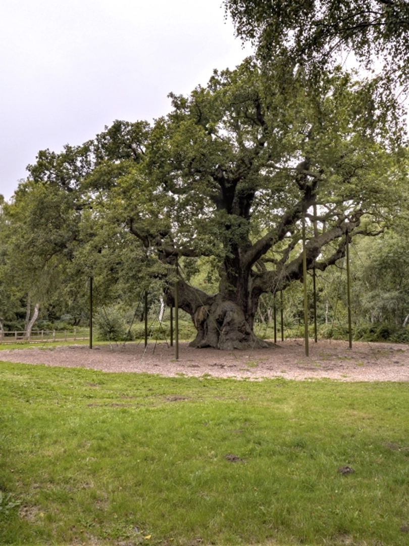 An image depicting the trail Sherwood Forest NNR Loop and its surrounding area.