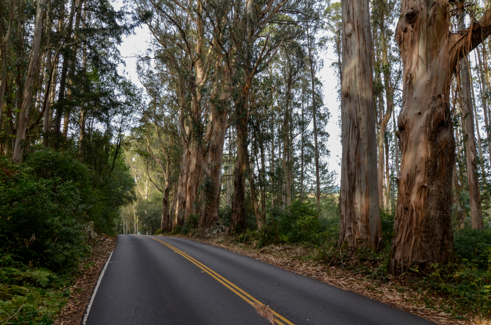 An image depicting the trail Pablo Point Trail Via Olema Valley Trail and its surrounding area.