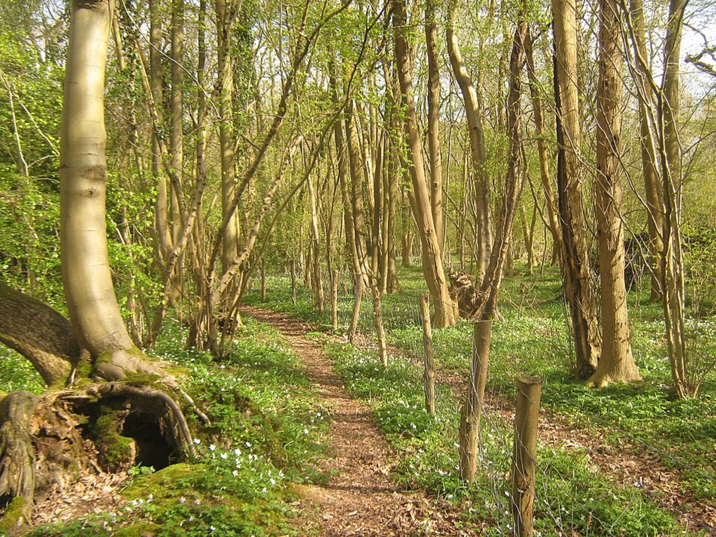 An image depicting the trail Hoath Wood and Teston Bridge Country Park Loop and its surrounding area.
