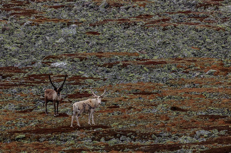 An image depicting the trail Sånfjället National Park and its surrounding area.
