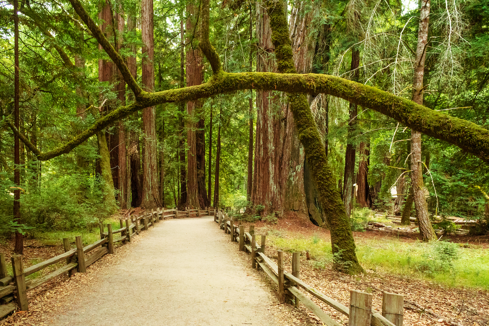 An image depicting the trail Skyline to Sea Trail and its surrounding area.