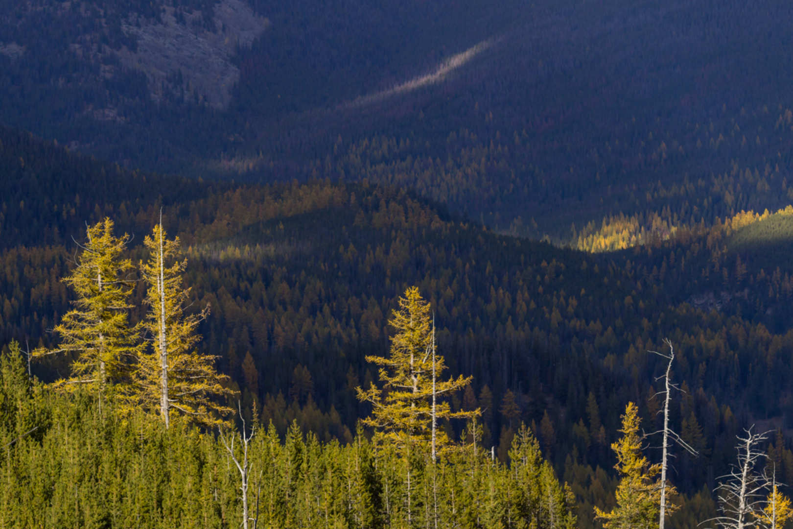 An image depicting the trail Sherman Tie Trail and its surrounding area.
