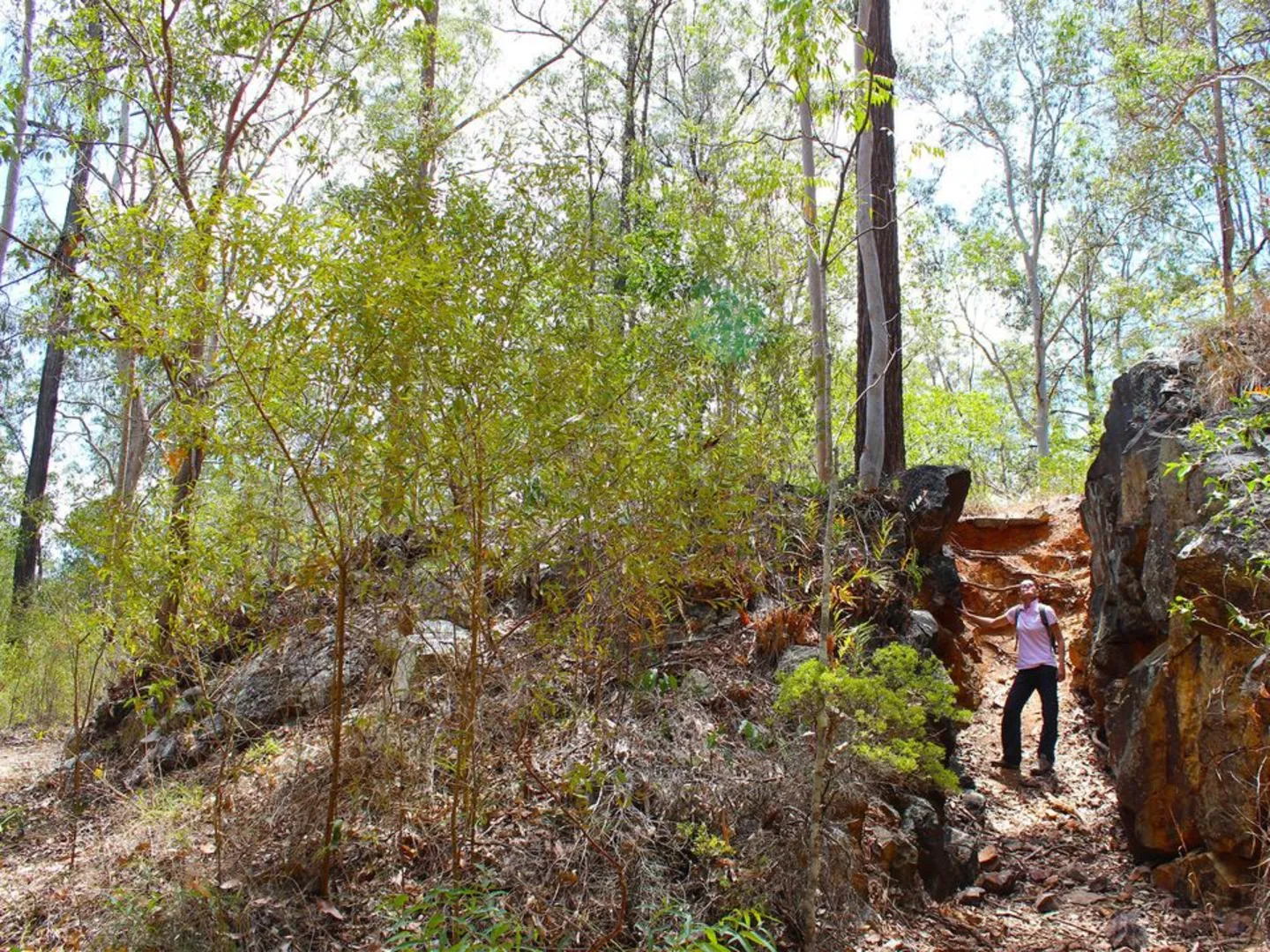 An image depicting the trail Golden Boulder Track and its surrounding area.