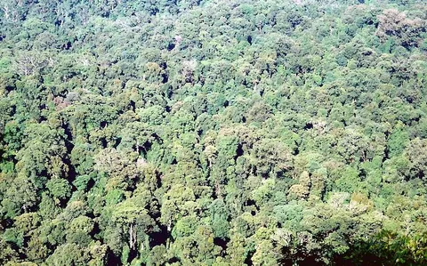 Murray Scrub Track
