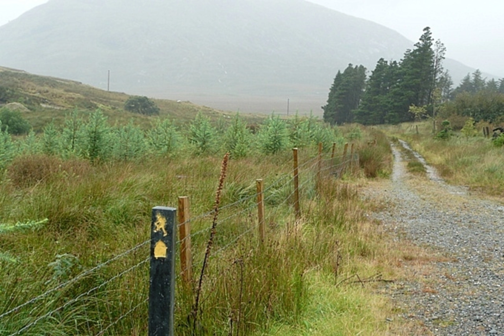 An image depicting the trail Lettershanbally Loop and its surrounding area.