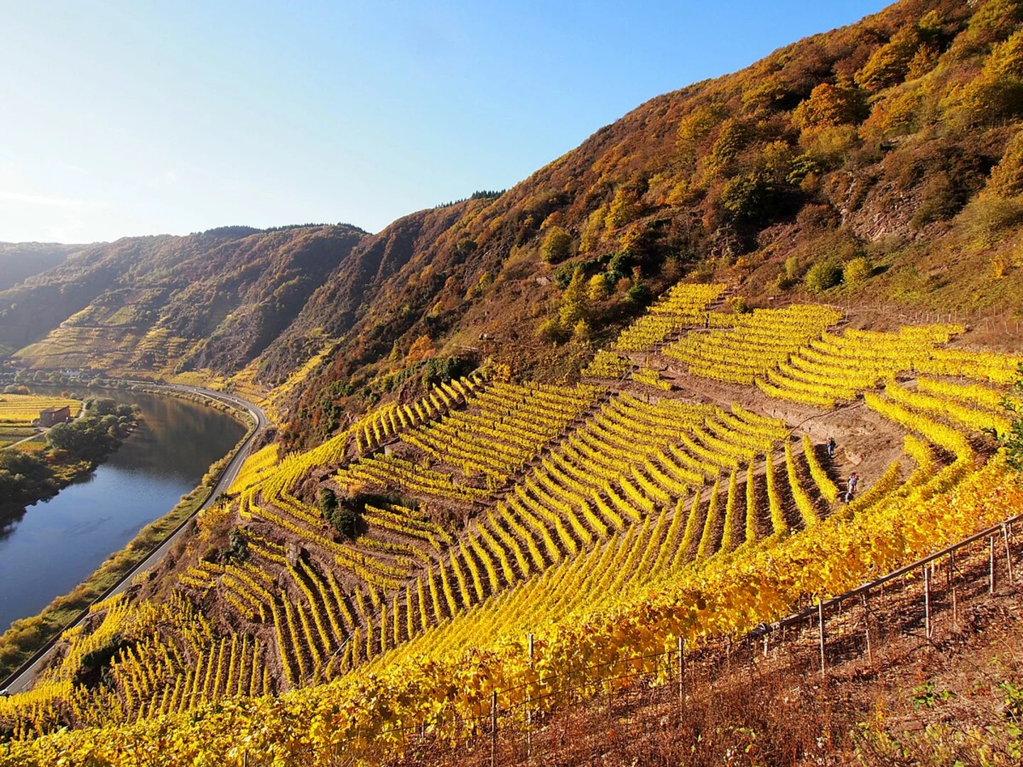 An image depicting the trail Calmont, Cochem Ellerwald and Kunderkopf Loop - Ediger Eller and its surrounding area.