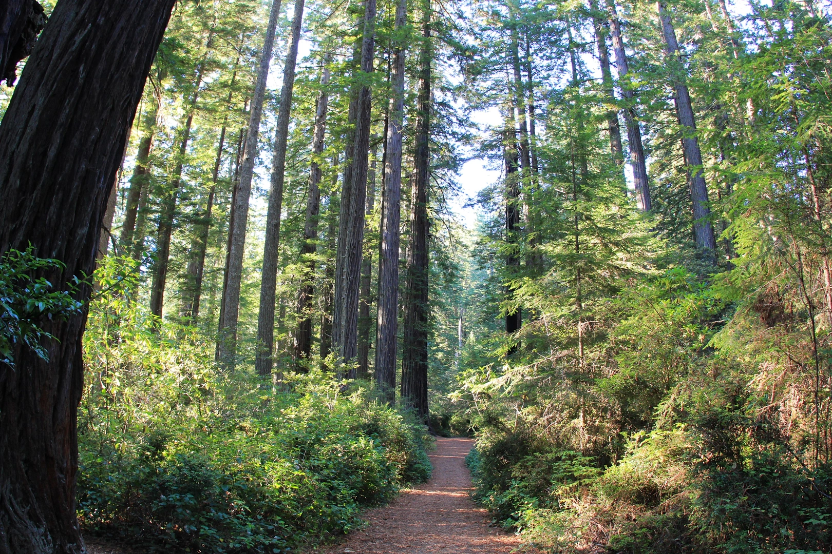 An image depicting the trail Lady Bird Grove and its surrounding area.