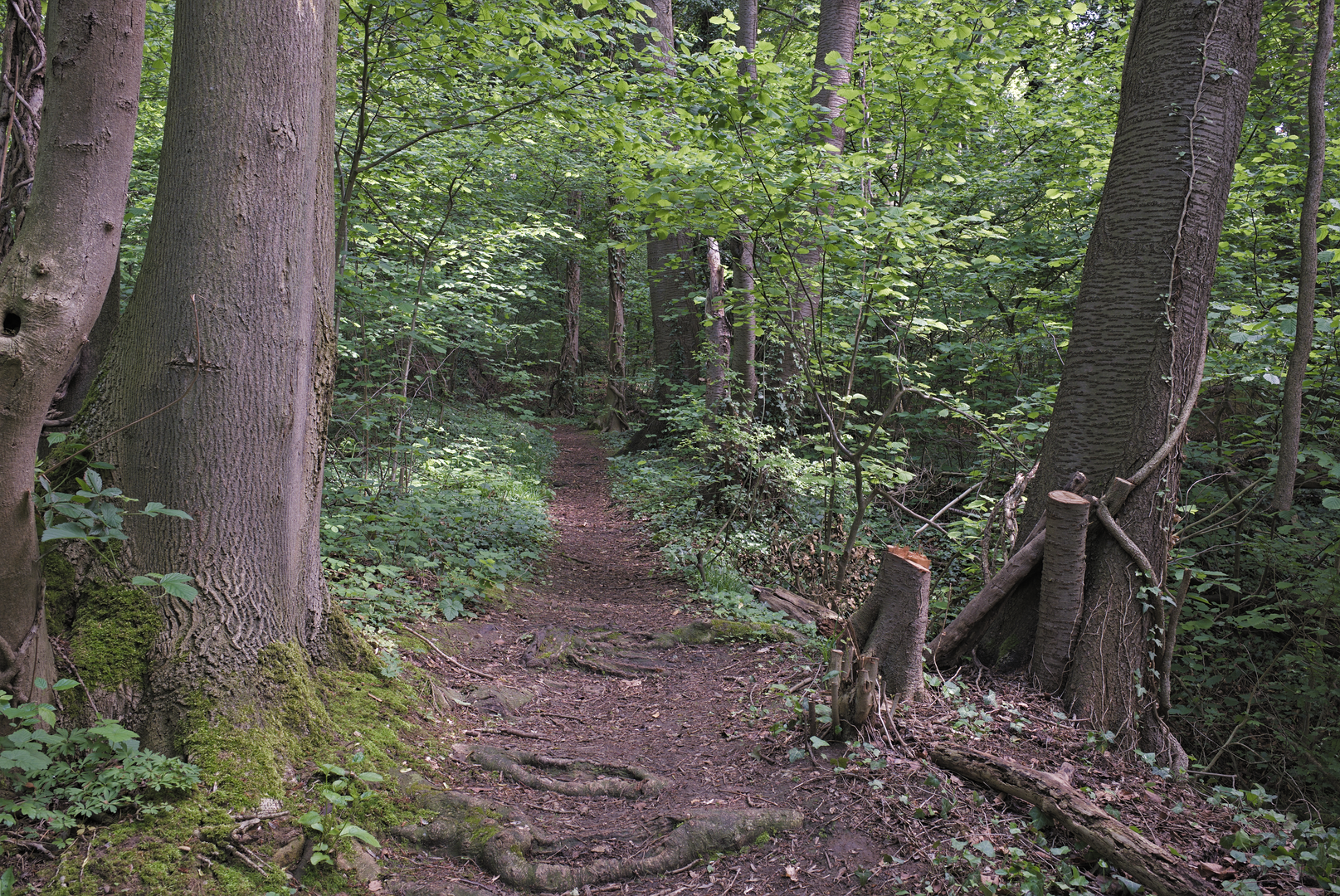 An image depicting the trail Pelgrimspad 2 and its surrounding area.