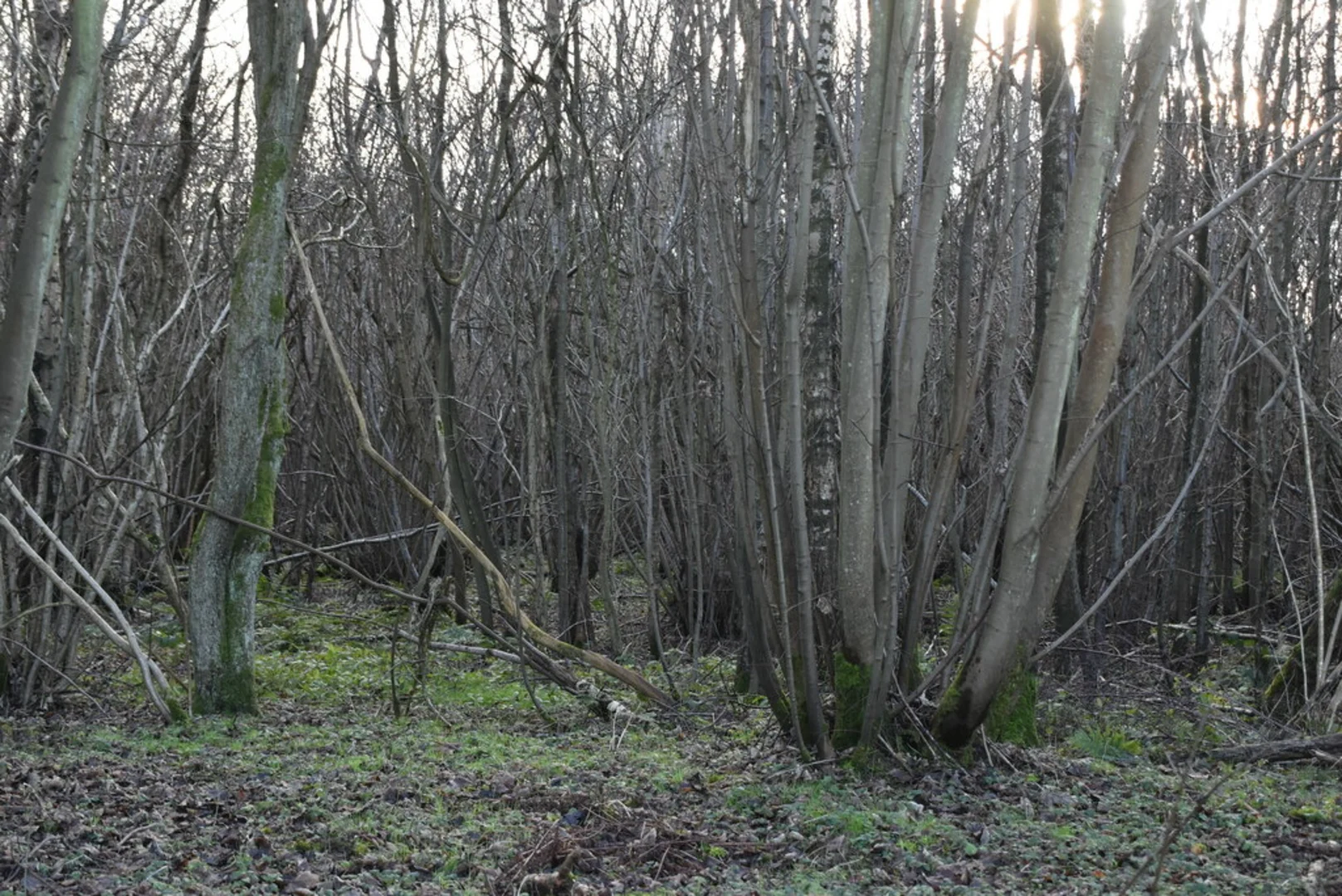 An image depicting the trail Ten Acres and Stockbury Wood Loop and its surrounding area.
