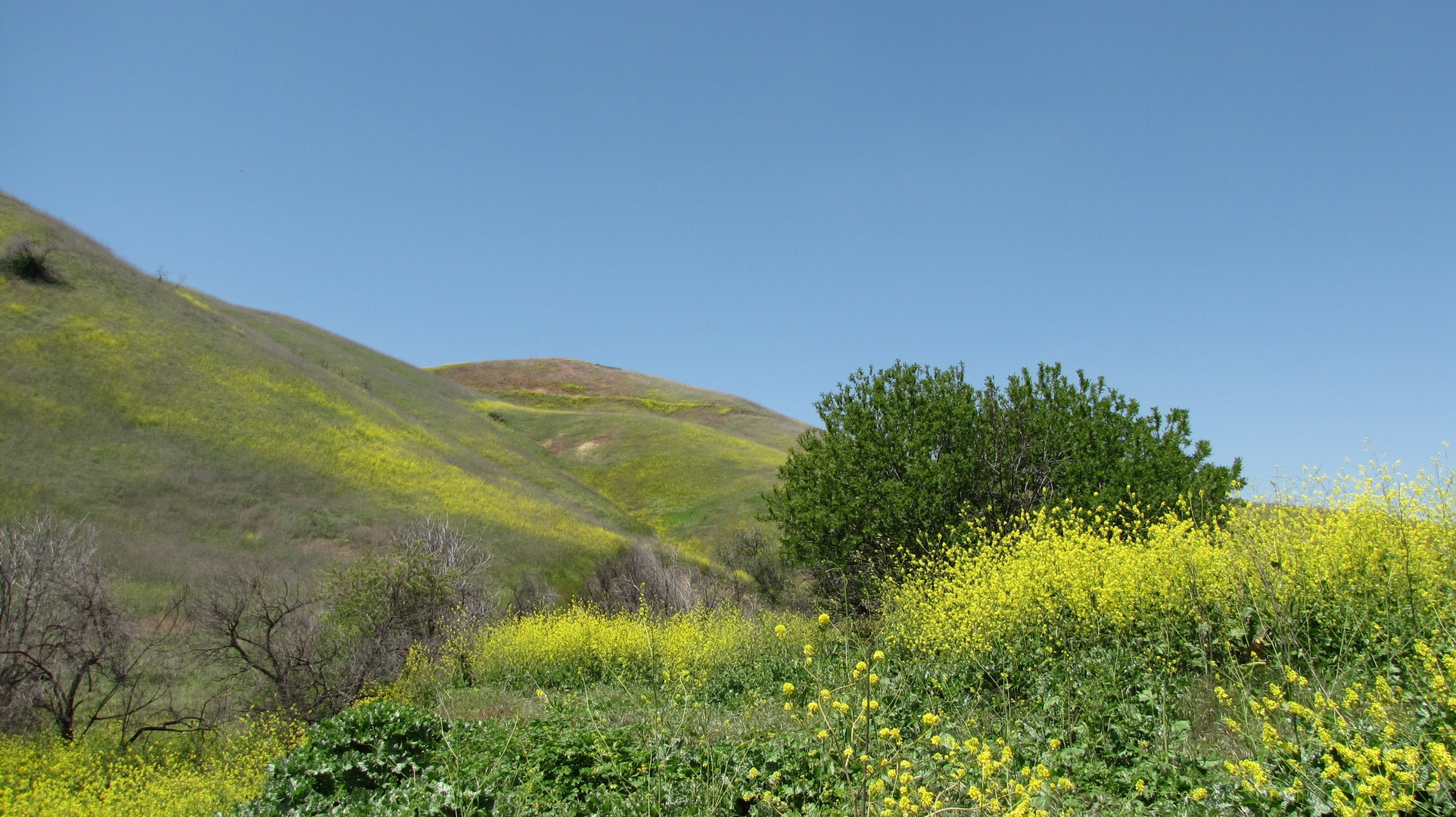 An image depicting the trail Bane Ridge, Aliso Canyon and Sidewinder Loop Trail and its surrounding area.