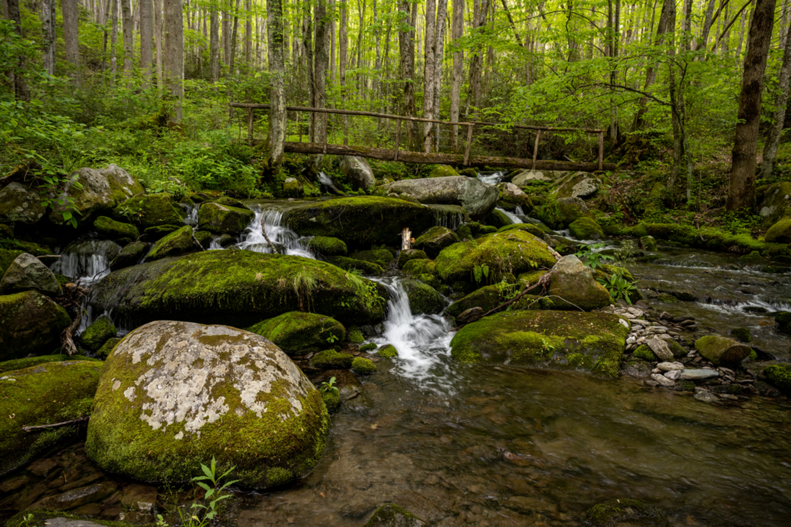 An image depicting the trail Panther Creek via Jake Creek Trail and its surrounding area.