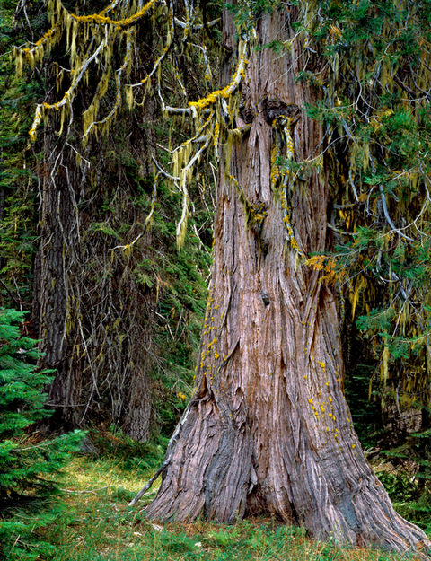Wiley Camp Trail via Rogue Umpqua Divide Trail