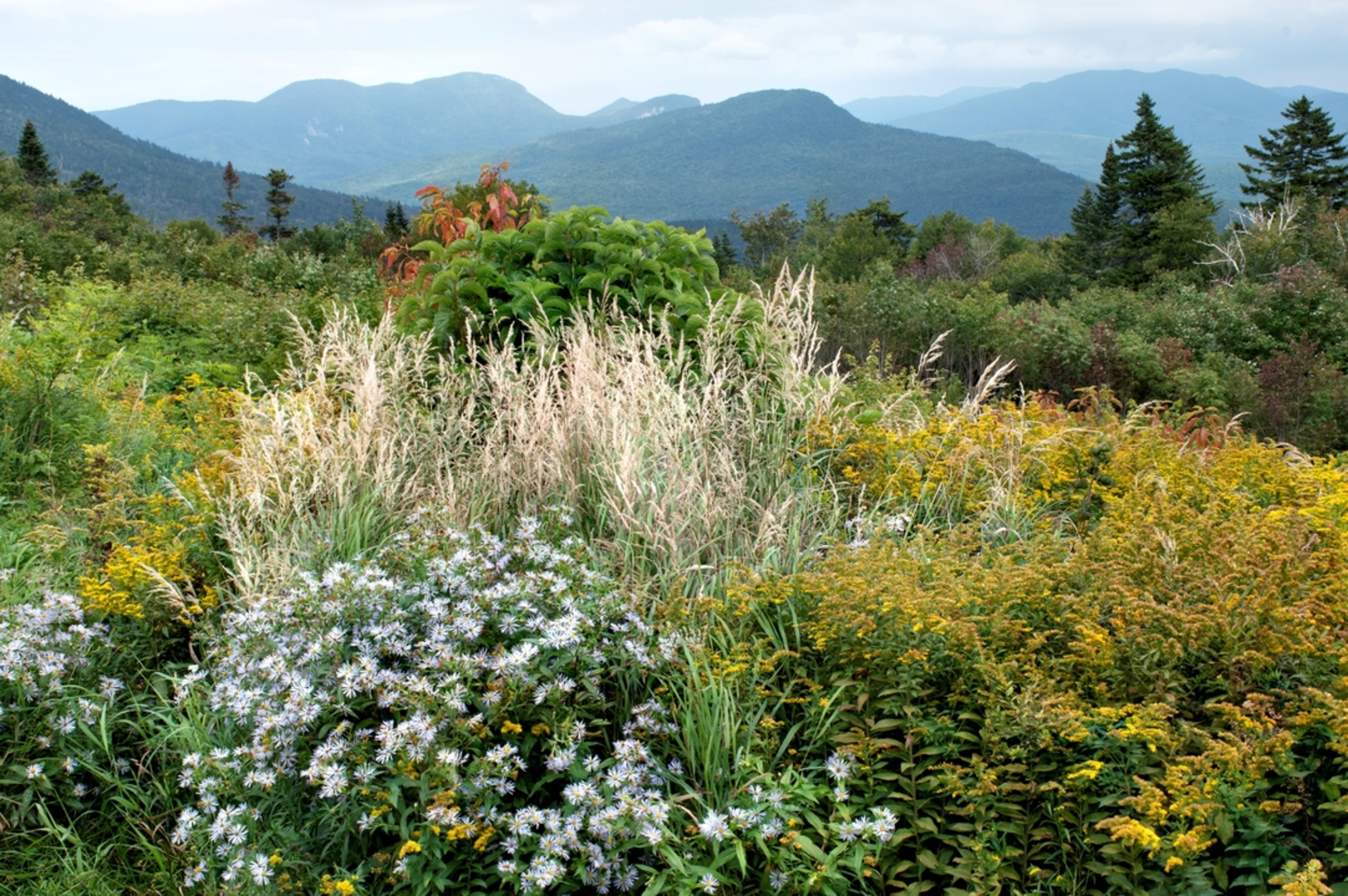 An image depicting the trail Mount Tremont Trail and its surrounding area.