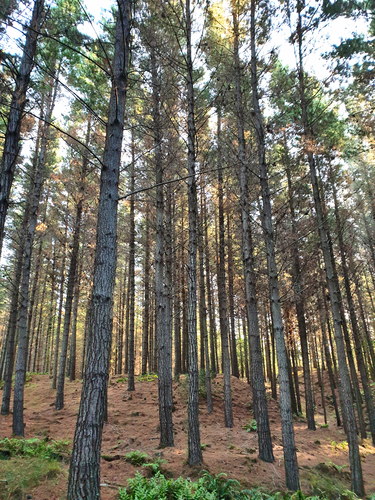 Waitarere Forest Walk