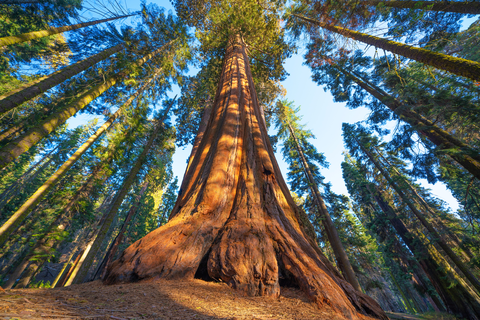 Lodgepole to Sherman Tree Trail