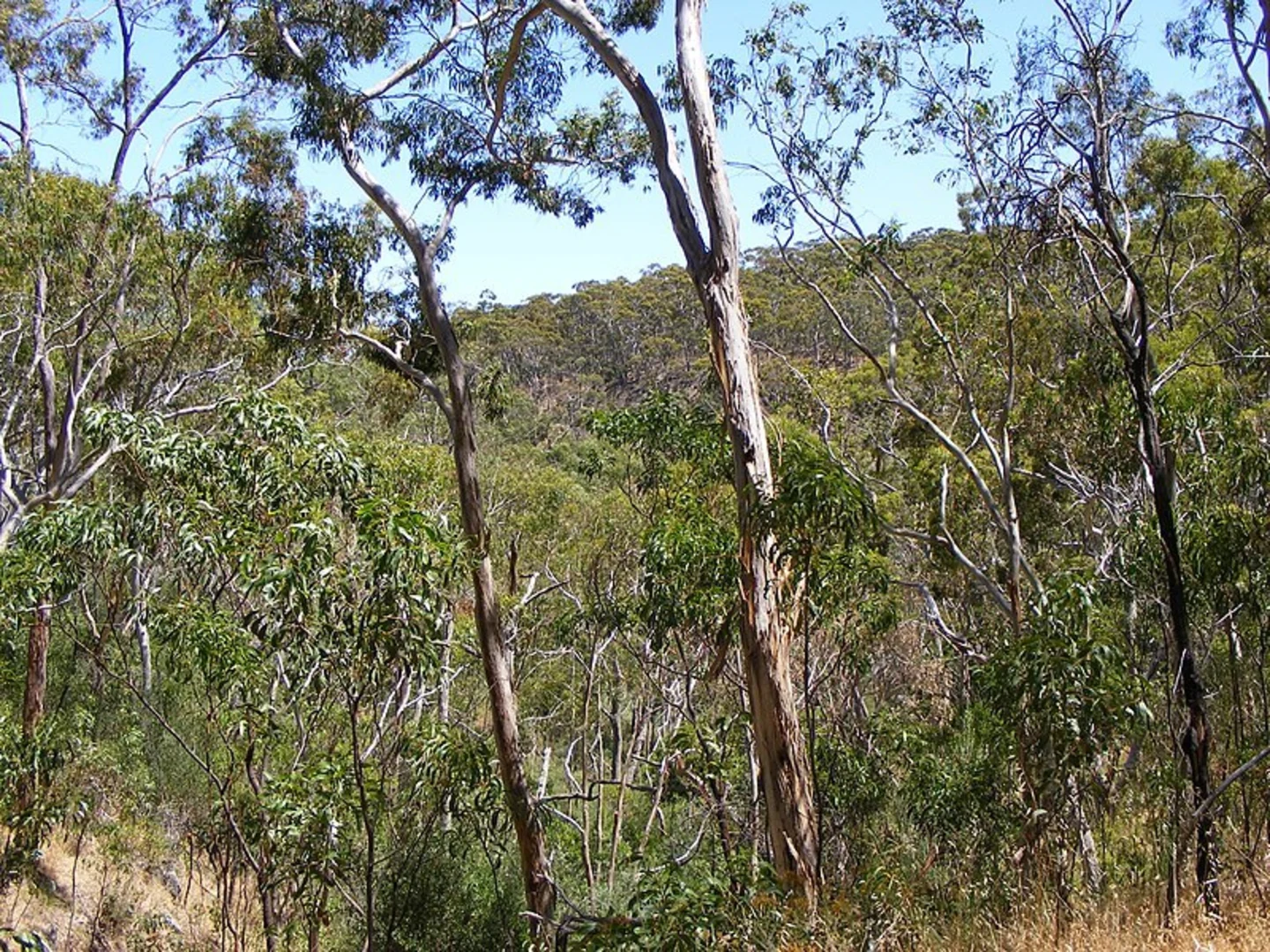 An image depicting the trail Adventure Loop Walk and its surrounding area.