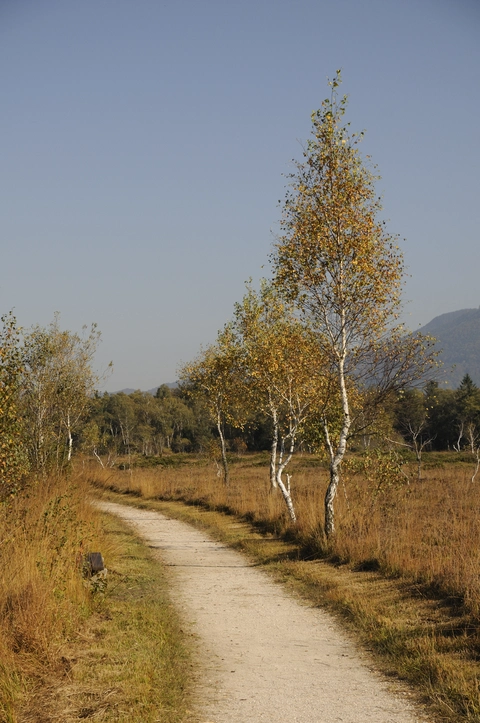 Gray Birch Trail