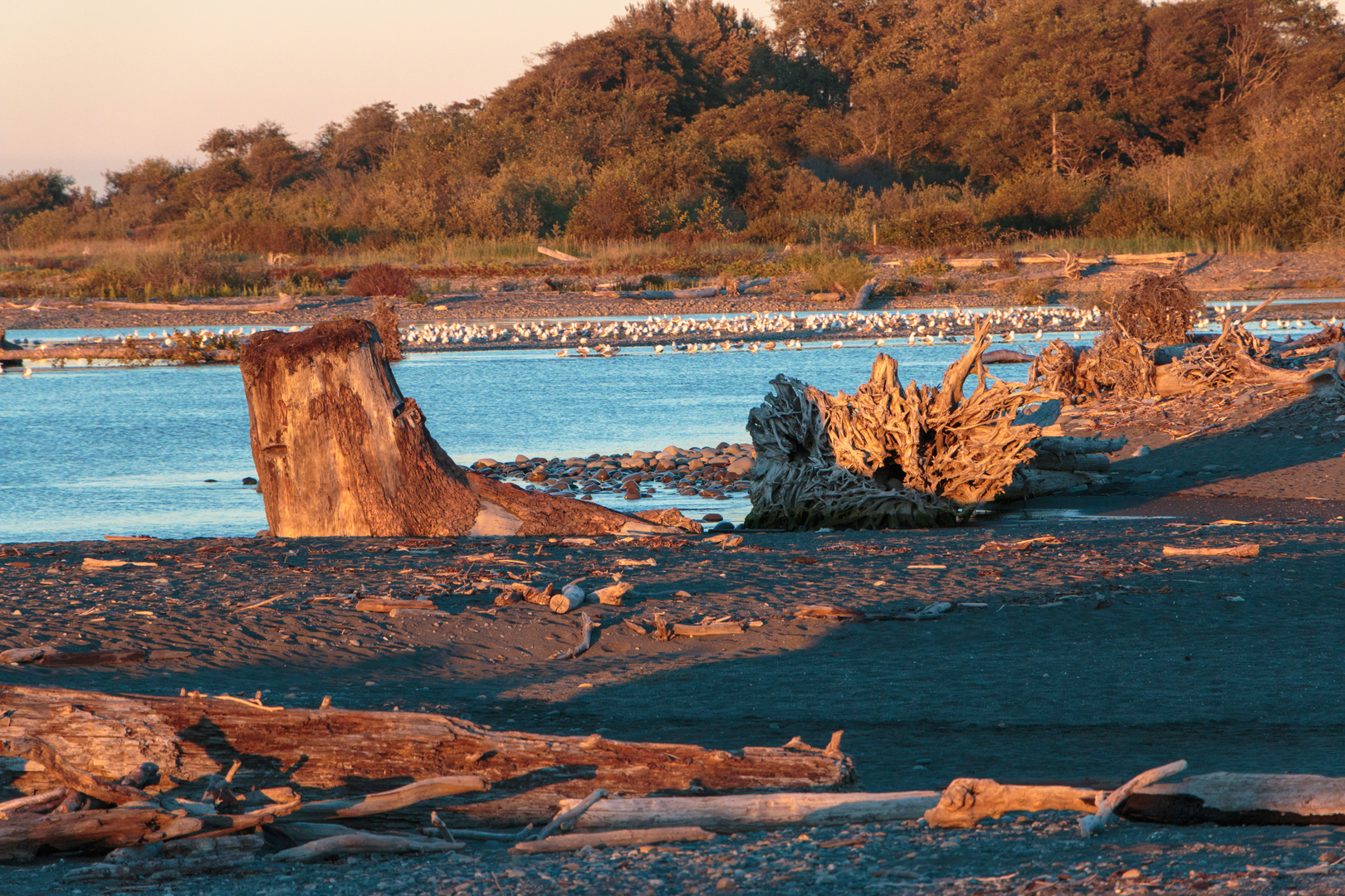 An image depicting the trail Elwha River Trail to Dodger Point and its surrounding area.