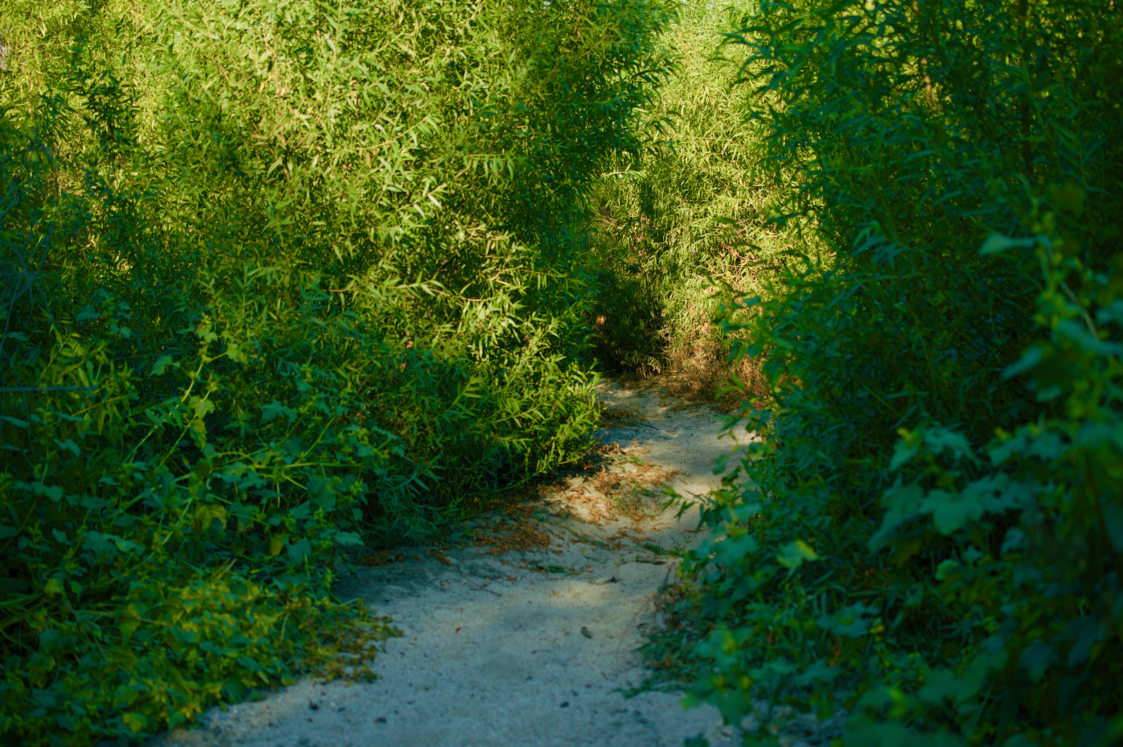 An image depicting the trail Oak Grove Field and West Rim Trail and its surrounding area.