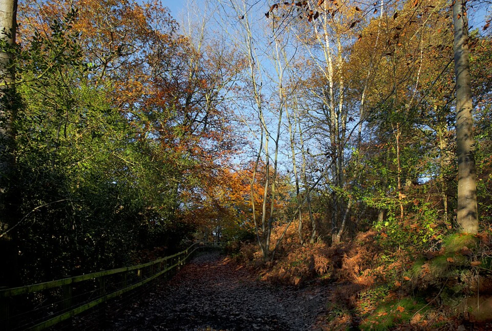 An image depicting the trail Reigate Loop and its surrounding area.