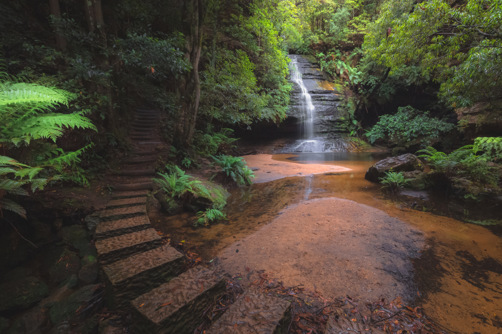 An image depicting the trail Lyrebird Dell Track and its surrounding area.