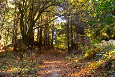 West Ridge Trail and Loma Prieta Loop Trail