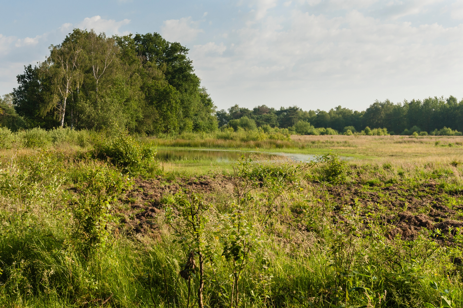 An image depicting the trail De Groote Peel and Roermond Loop and its surrounding area.