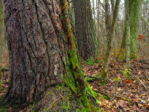 Caledonia State Park to Woodrow rd