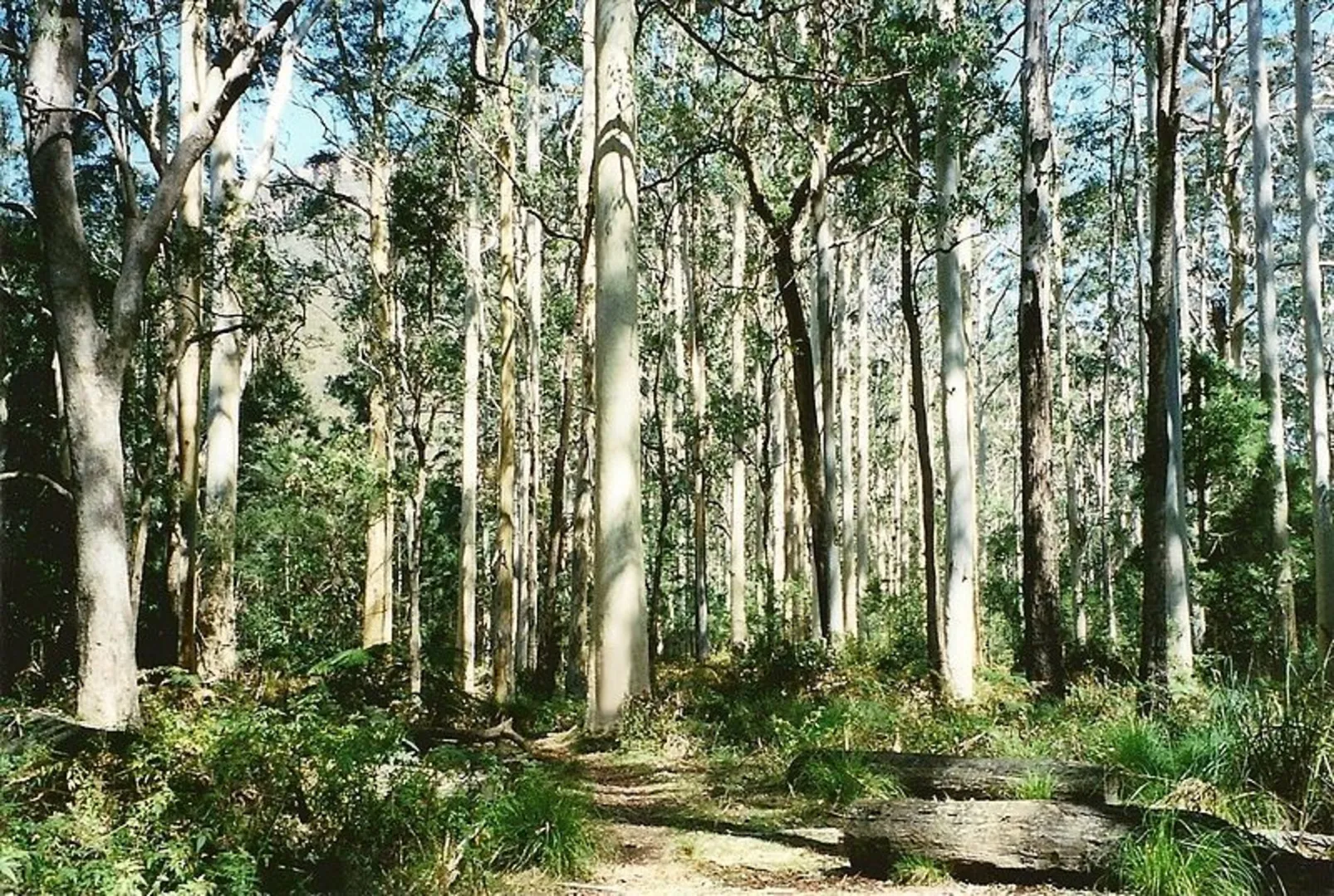 An image depicting the trail Pierces Pass to Blue Gum Forest Track and its surrounding area.