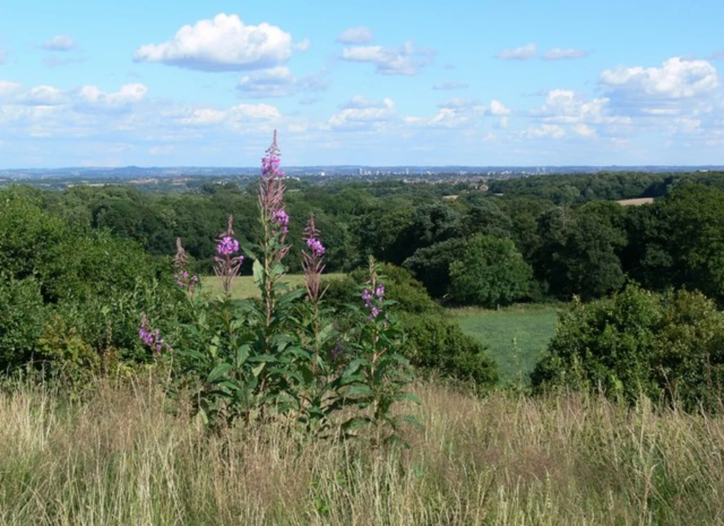An image depicting the trail New Plantation and Markfield Country Park Loop and its surrounding area.