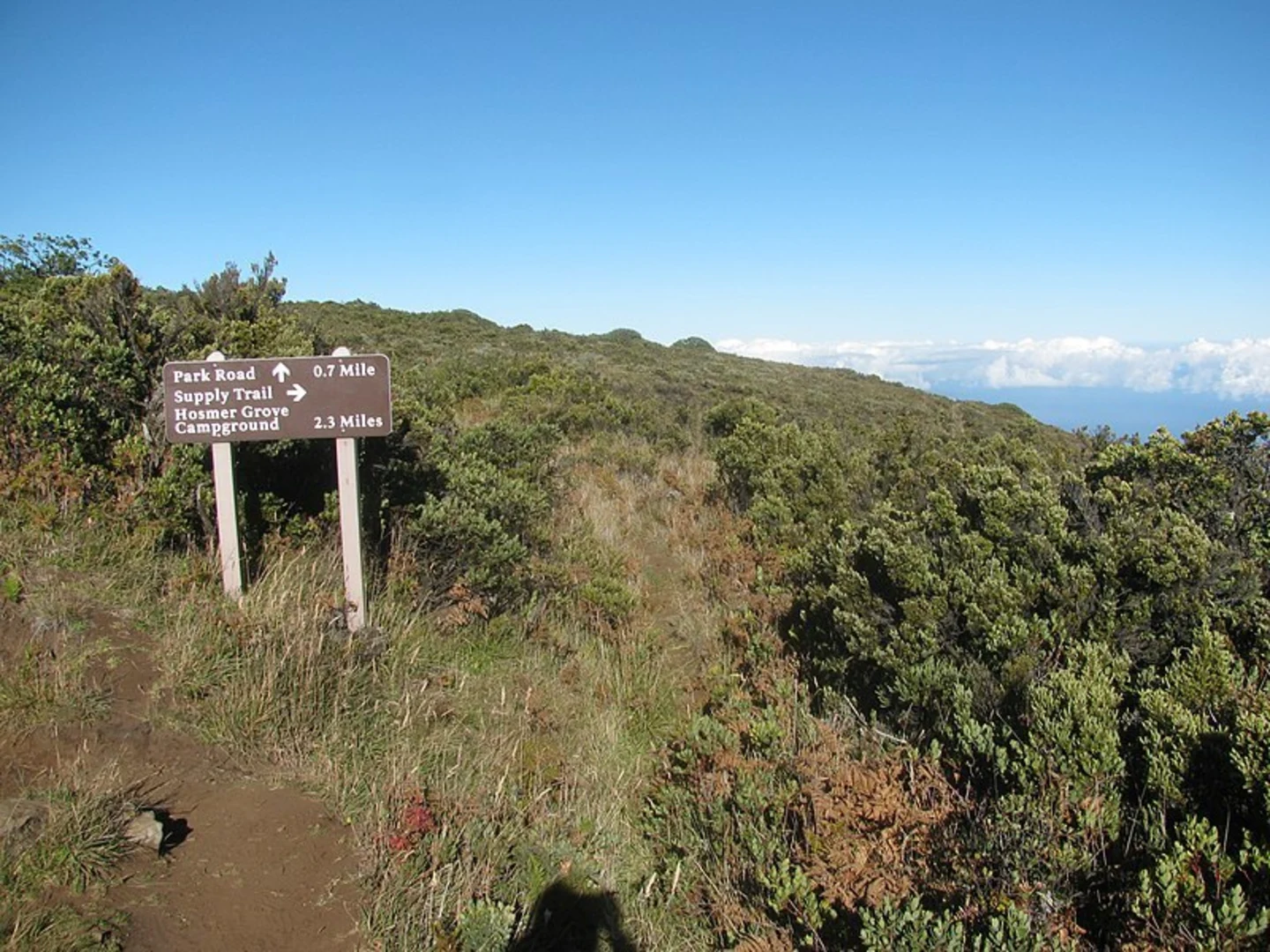 An image depicting the trail Hosmer Grove Trail and its surrounding area.