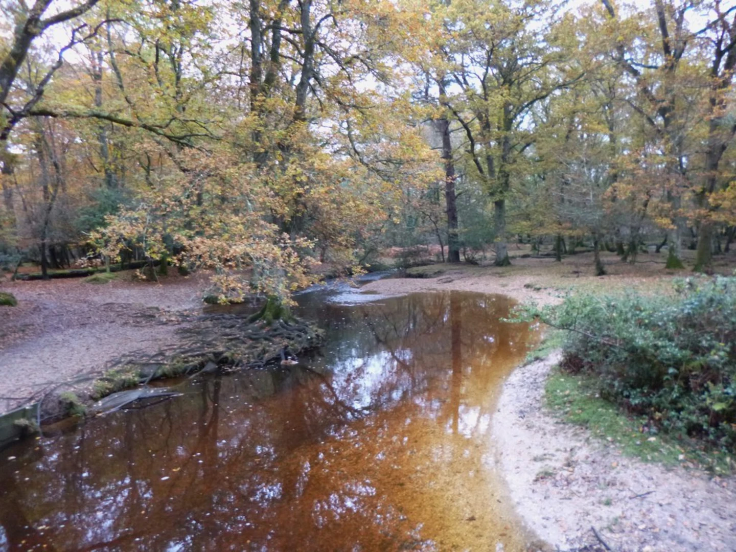 An image depicting the trail Aldridgehill Inclosure Loop and its surrounding area.