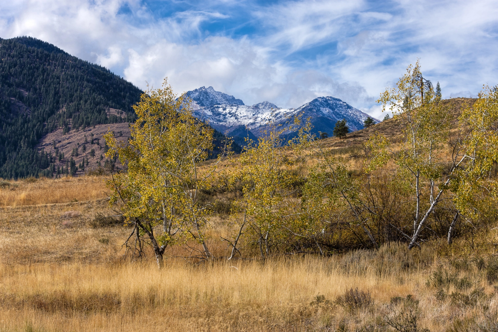 An image depicting the trail South Fork Wolf Creek Trail and its surrounding area.