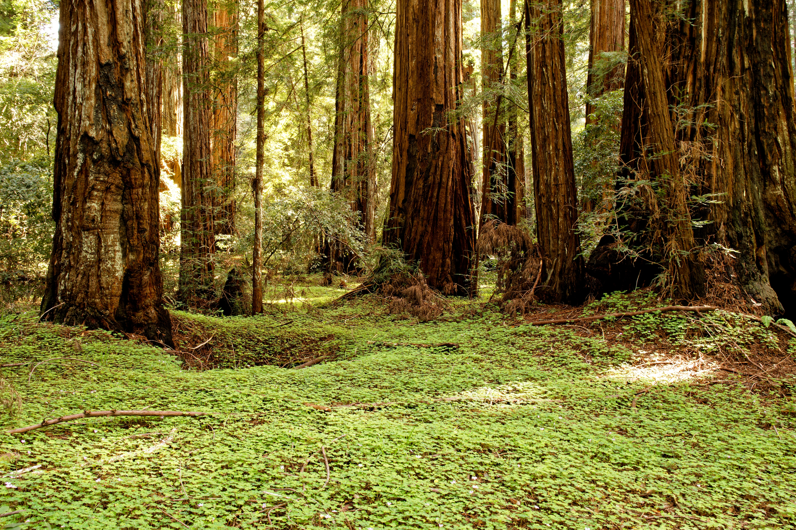 An image depicting the trail Pool Ridge Trail and its surrounding area.