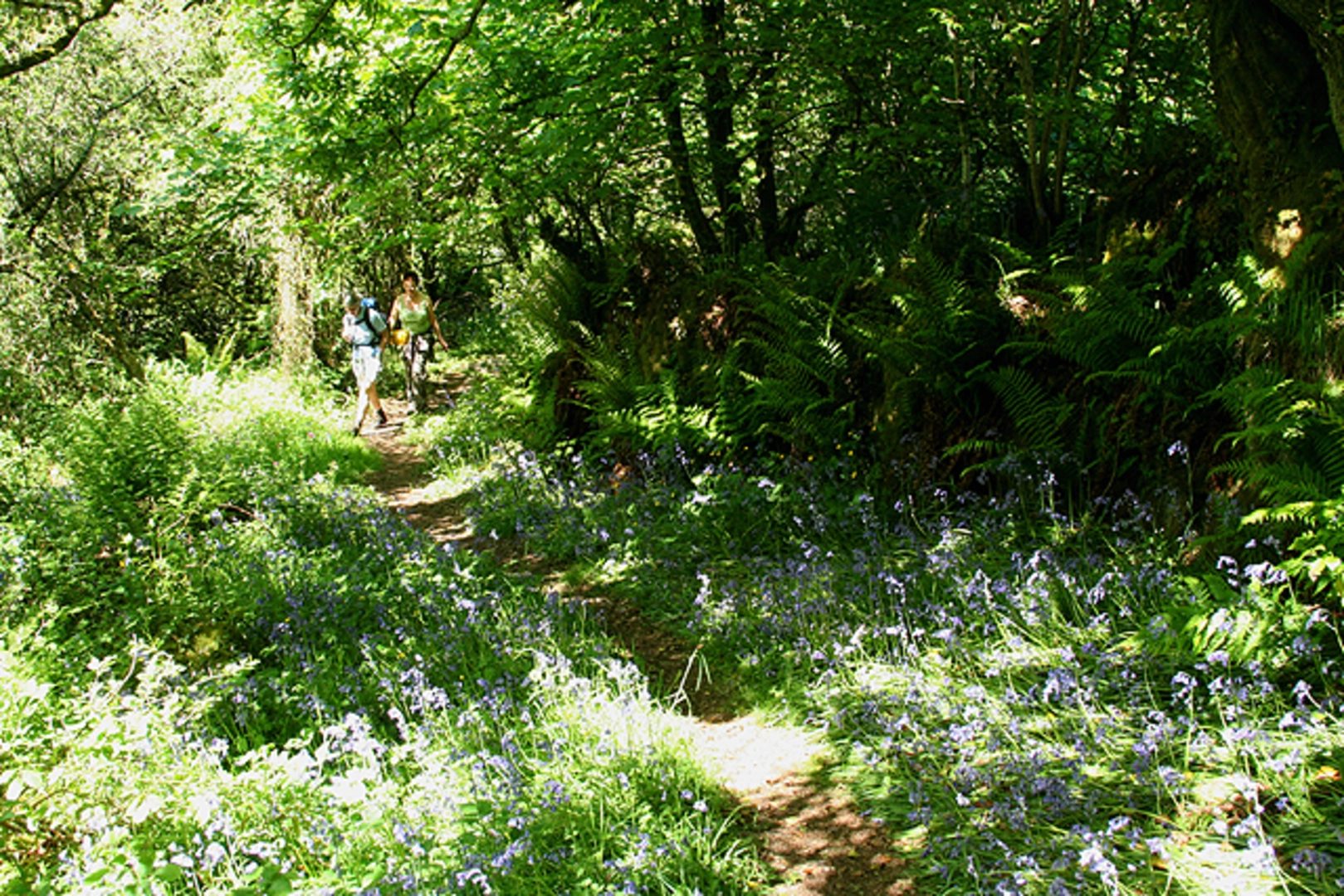 An image depicting the trail Moor Medieval Walk and its surrounding area.