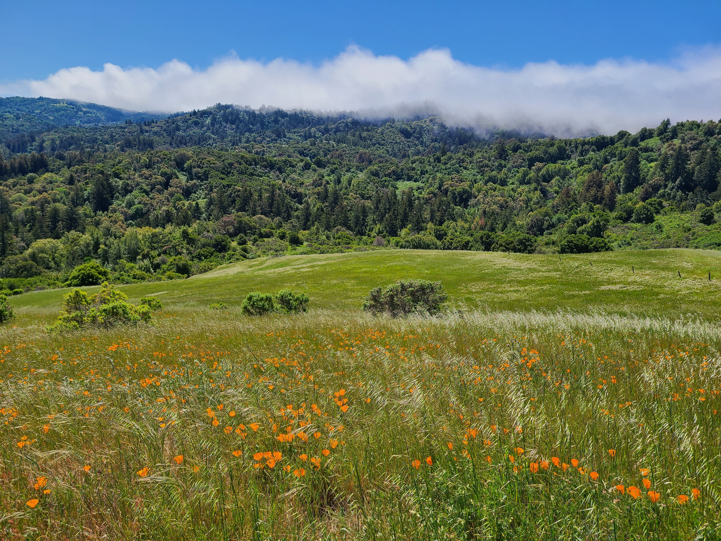 An image depicting the trail Windy Hill Loop via Hamms Gulch and its surrounding area.