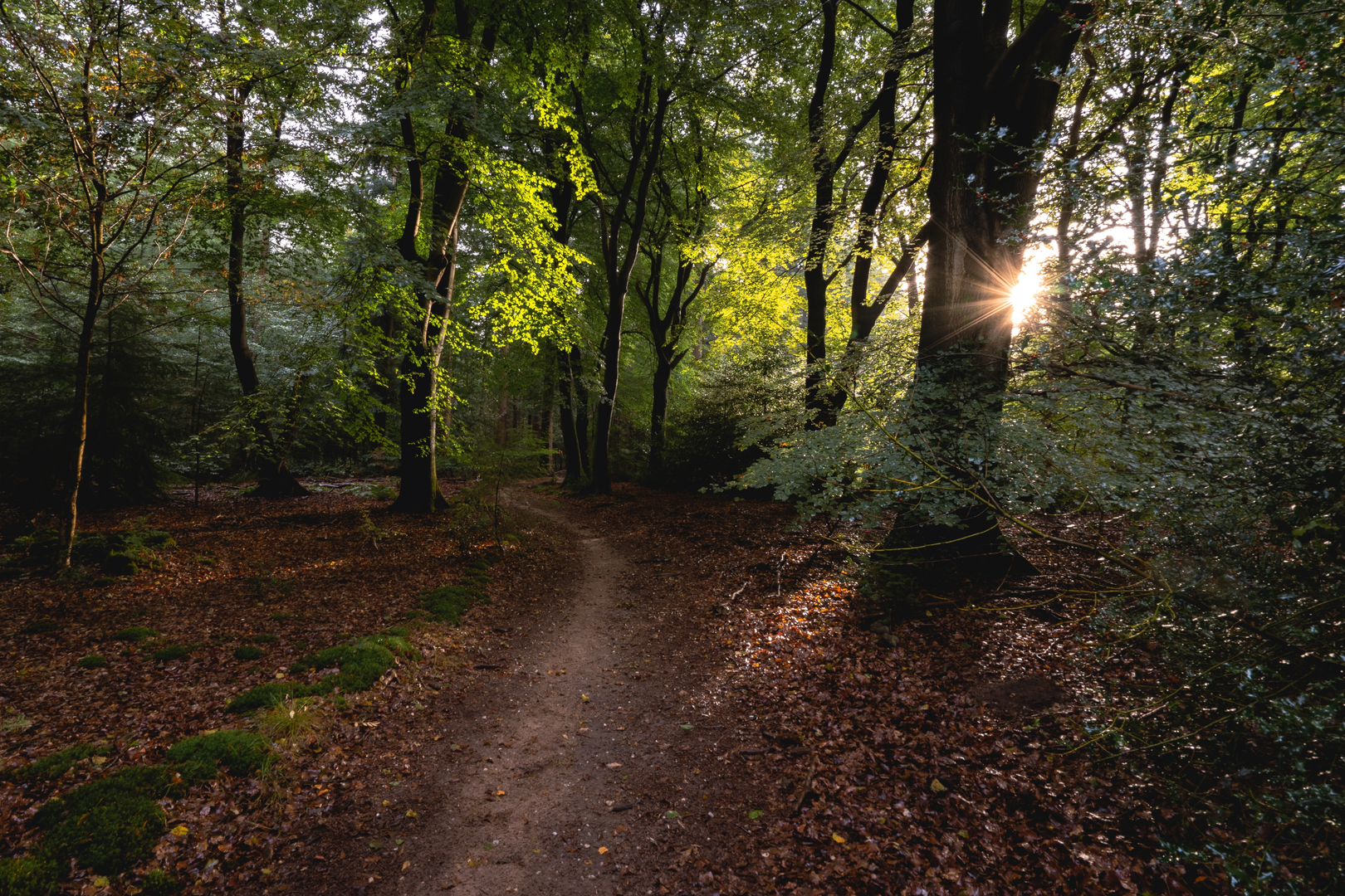An image depicting the trail Sprielderbosch, Speulderbosch and Bezoekerscentrum Loop and its surrounding area.