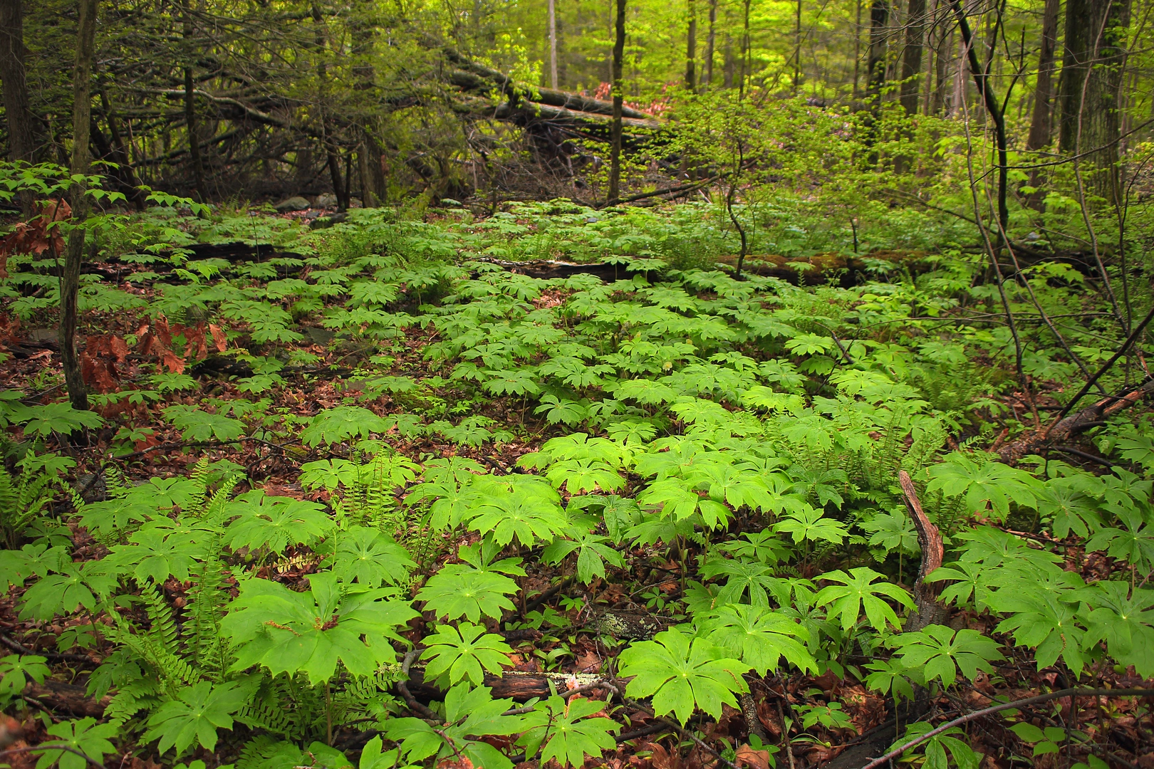 An image depicting the trail Ferncliff Nature Preserve Trail and its surrounding area.