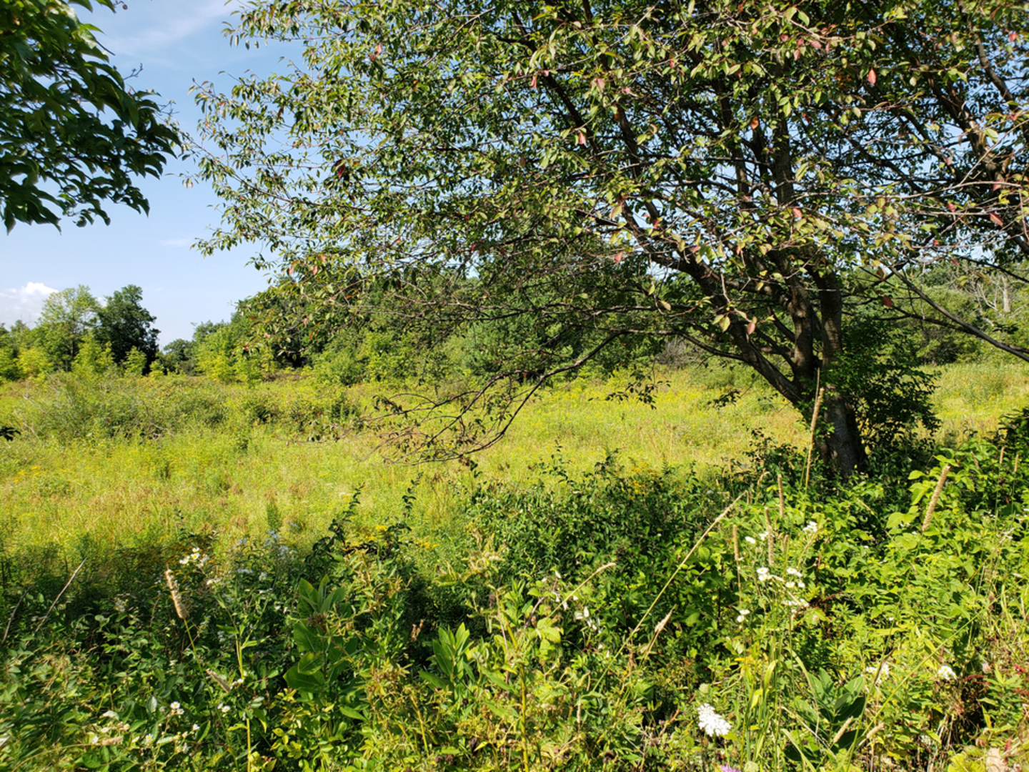 An image depicting the trail Interloken Trail and its surrounding area.