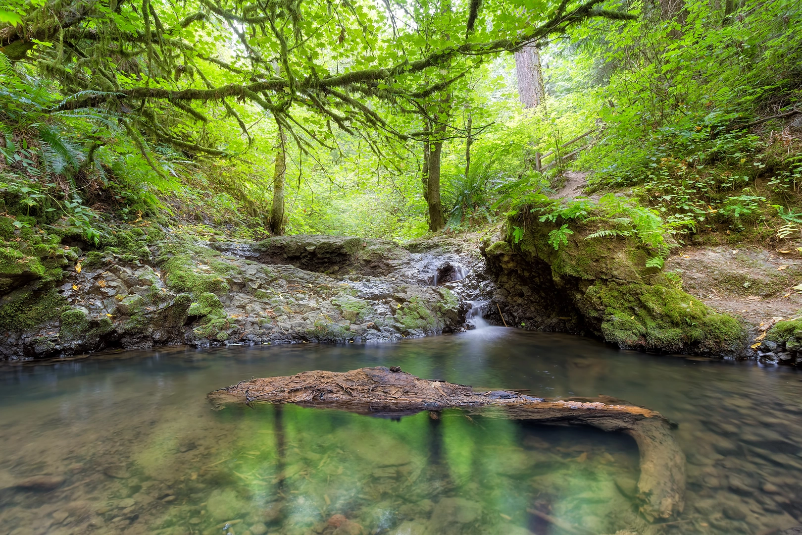 An image depicting the trail Wildwood Trail and its surrounding area.