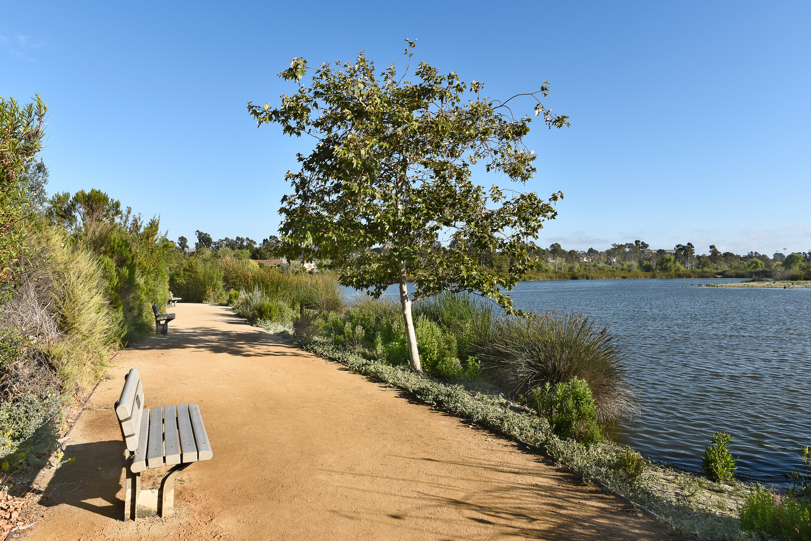 An image depicting the trail San Joaquin Marsh Reserve Loop and its surrounding area.