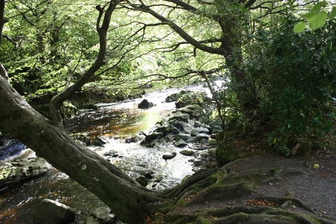 Tollymore Forest Park - Arboretum Path
