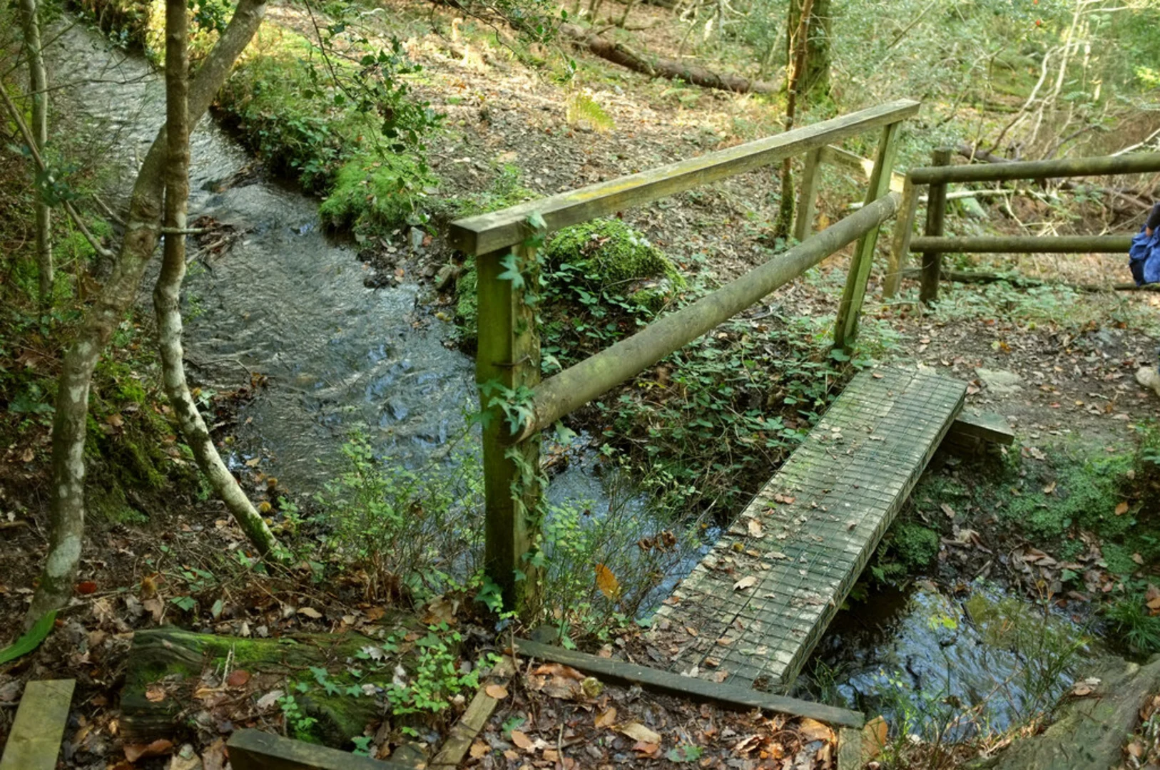An image depicting the trail Yarner Wood Nature Loop Trail and its surrounding area.